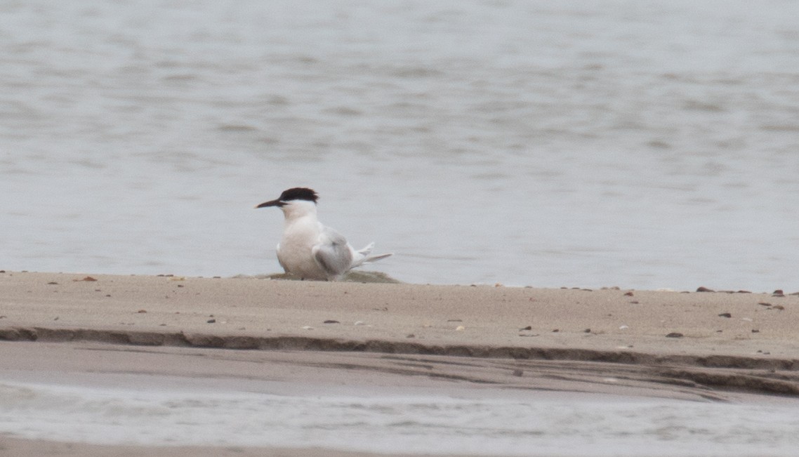 Sandwich Tern - ML54610031