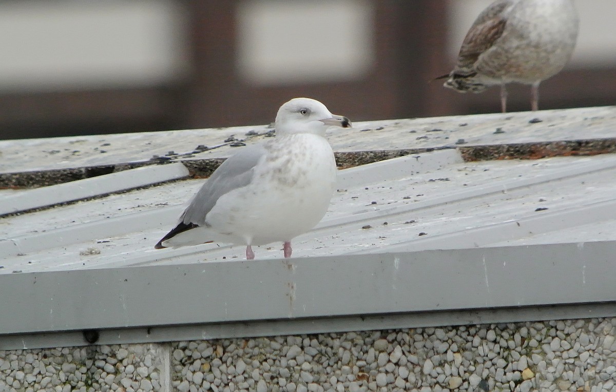 Herring Gull (American) - Delfin Gonzalez