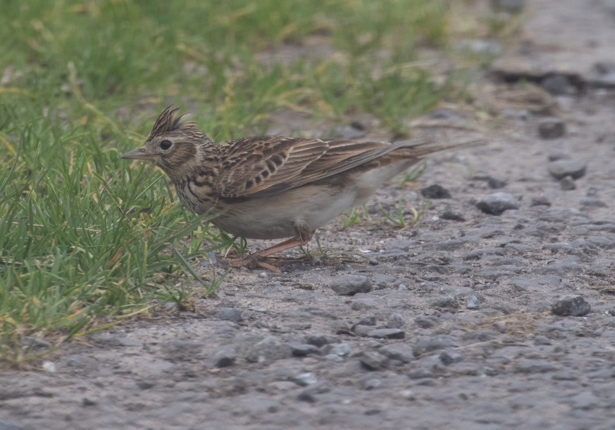 Eurasian Skylark - ML54610041