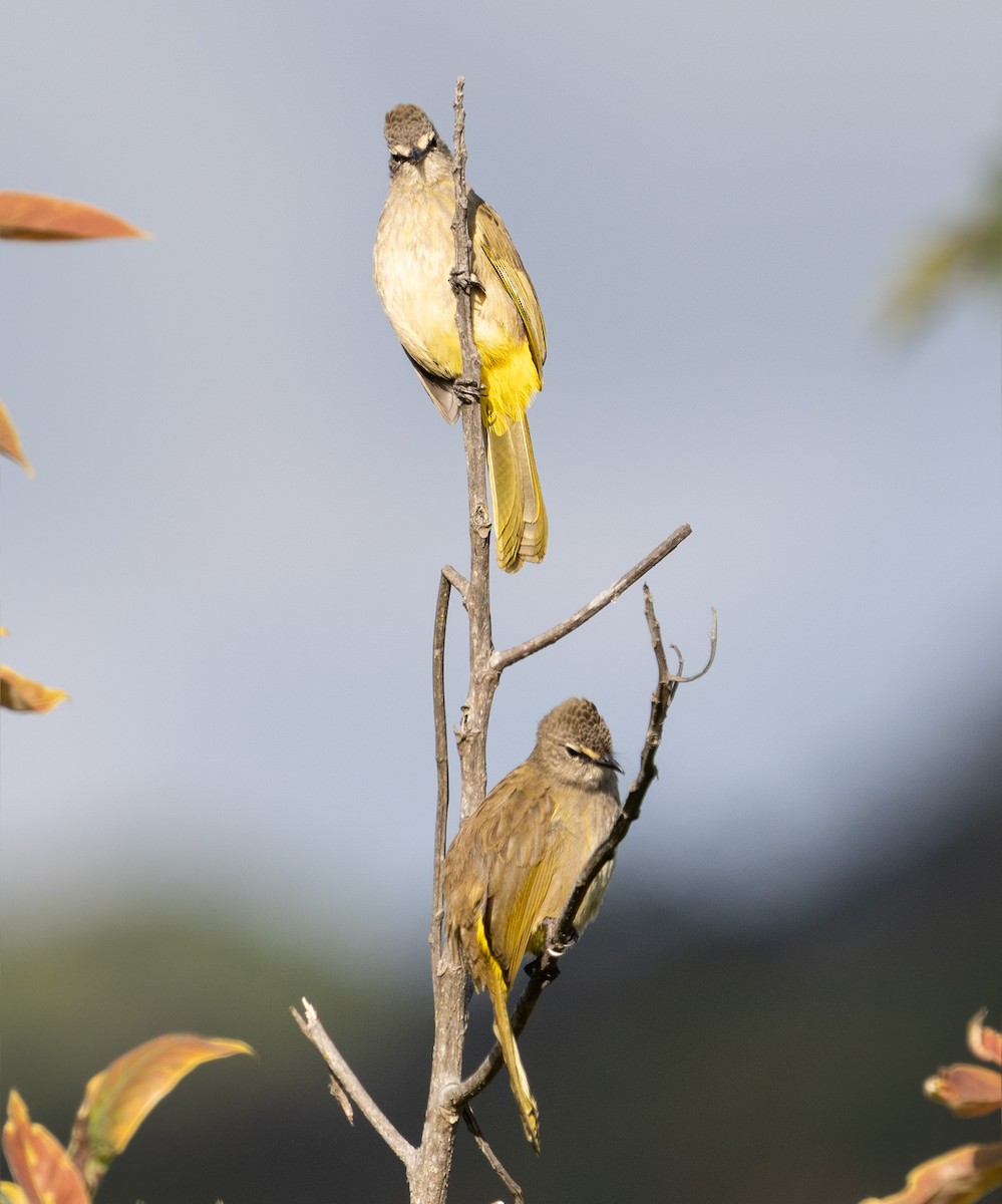 Bulbul flavescent - ML546100921