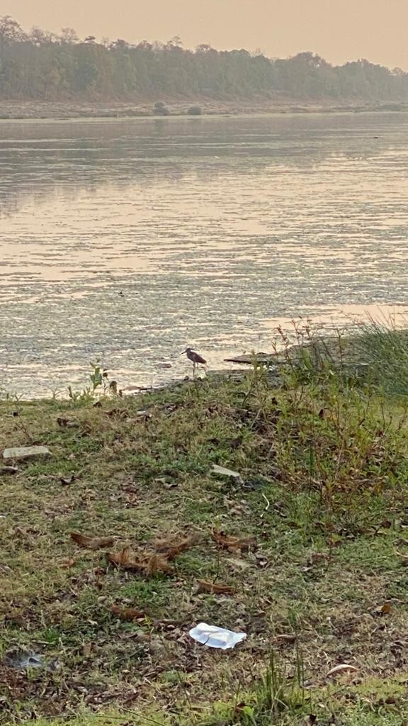 River Lapwing - Mohit Sahu