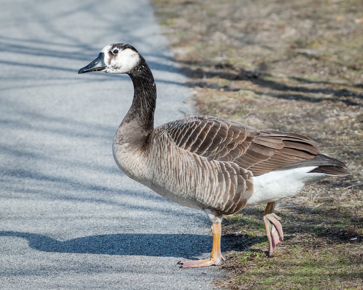 Swan Goose x Canada Goose (hybrid) - Andy Wilson