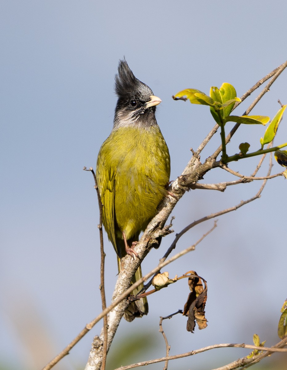 Crested Finchbill - ML546102371