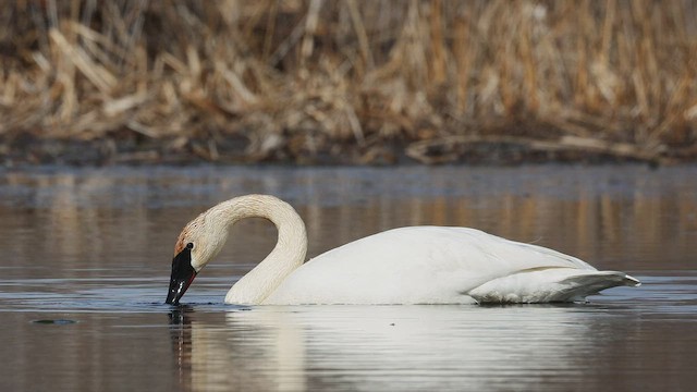 Trompeterschwan - ML546102781