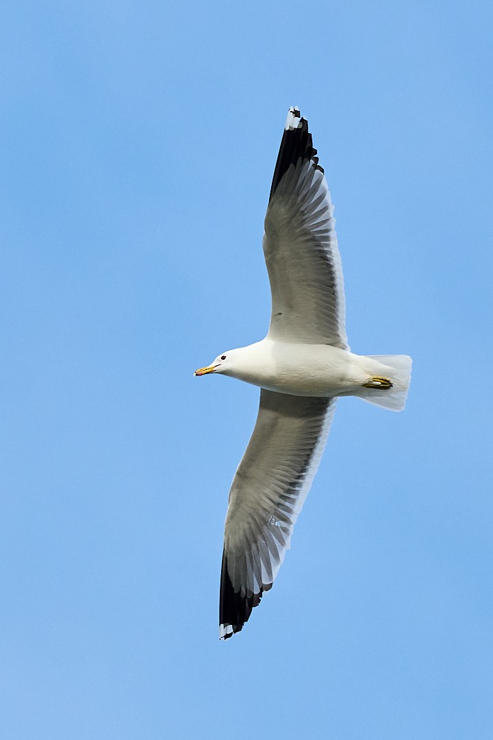 California Gull - ML546103891