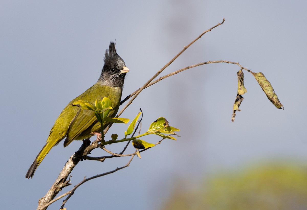 Crested Finchbill - ML546103971