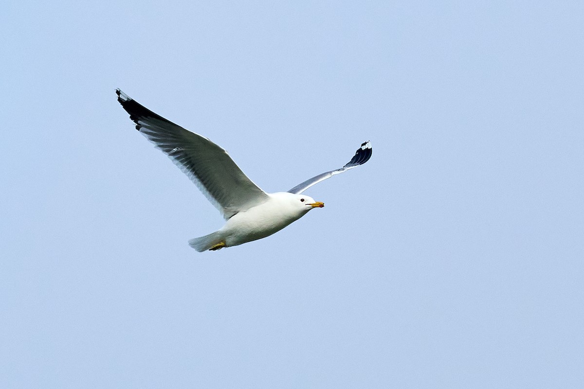 California Gull - ML546103991