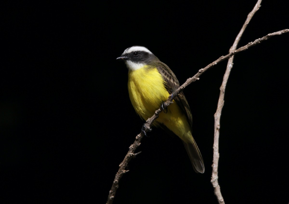 Social Flycatcher - ML546104201