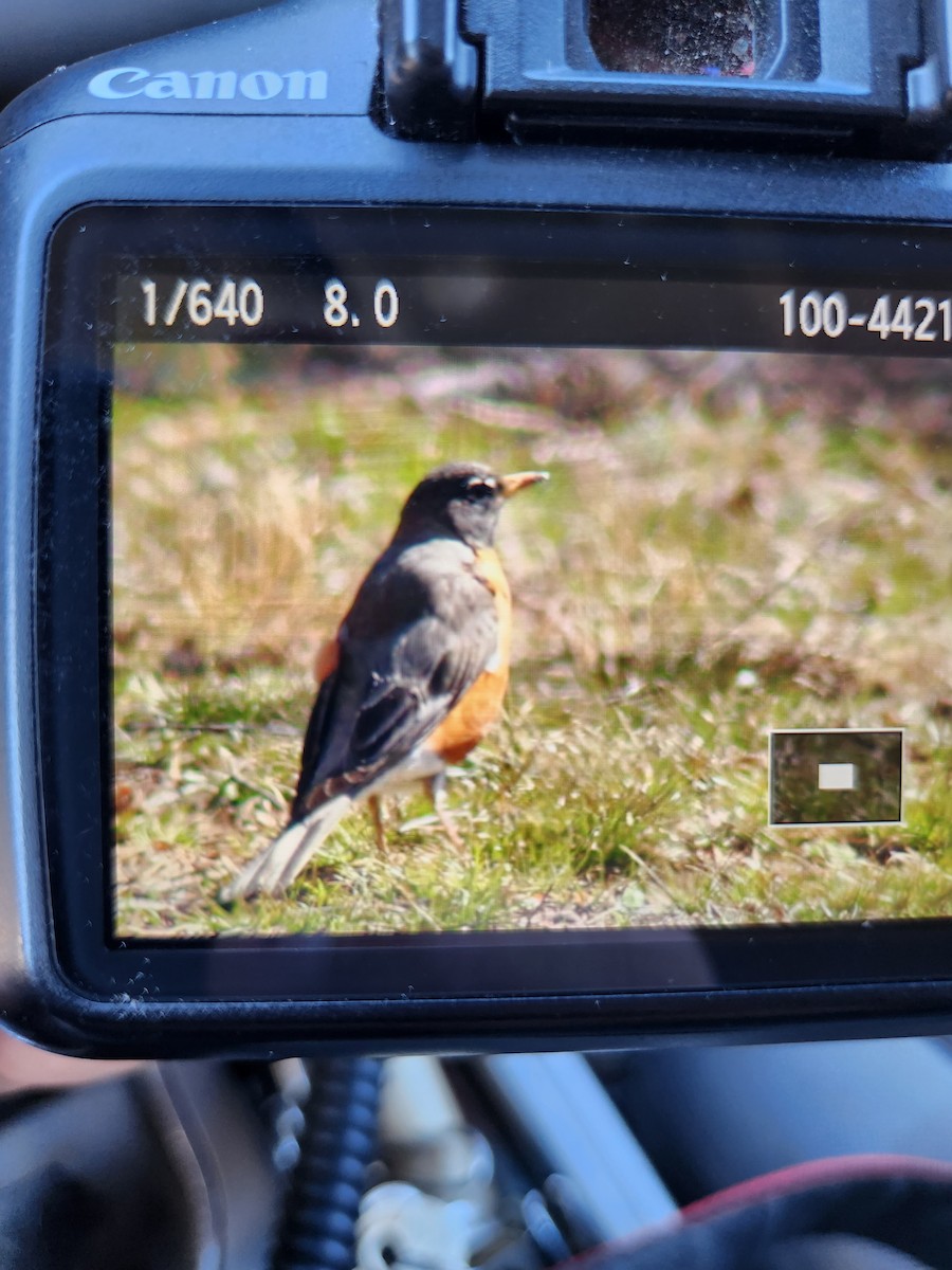 American Robin - ML546105201