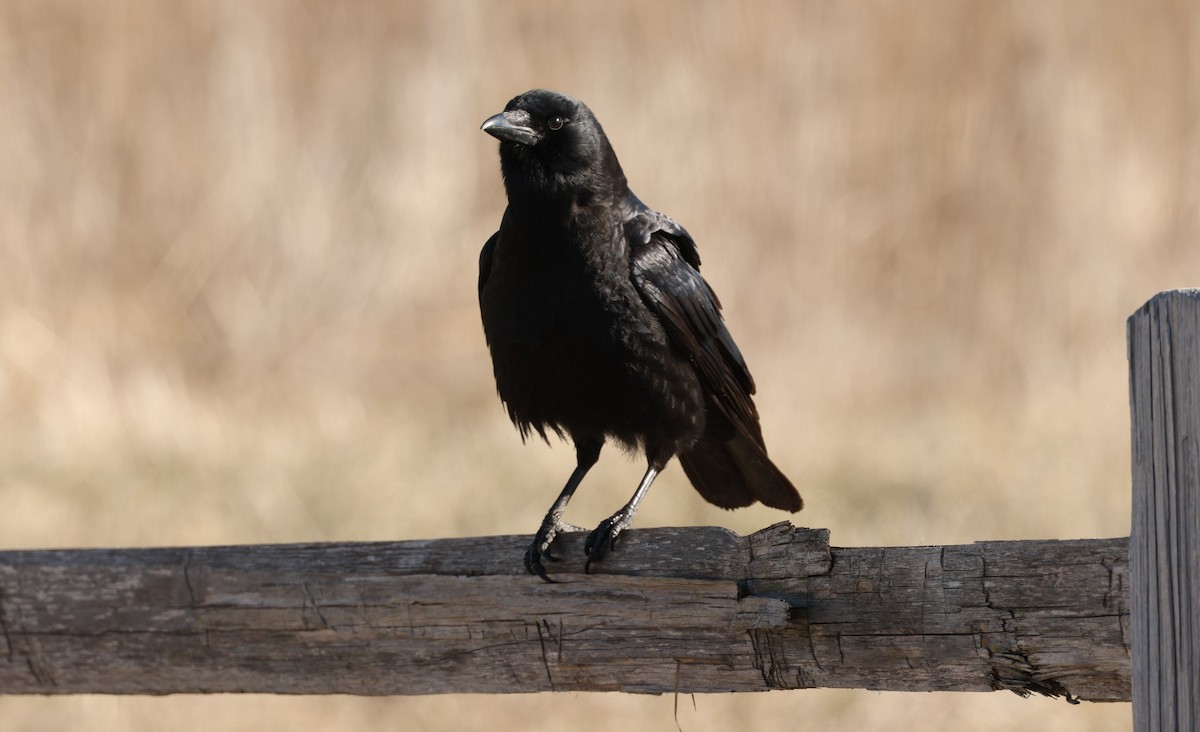 American Crow - ML546105511