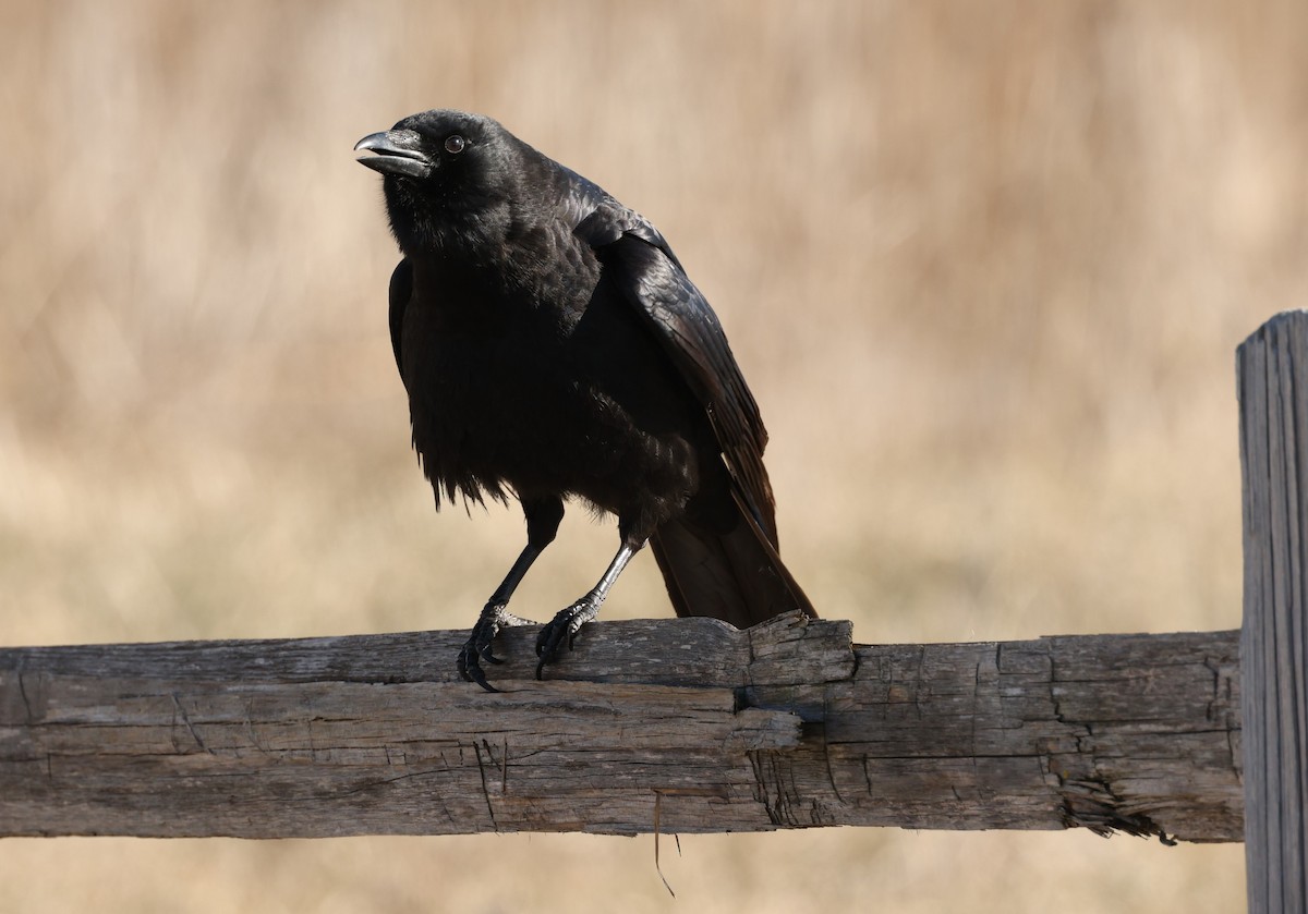 American Crow - ML546105521