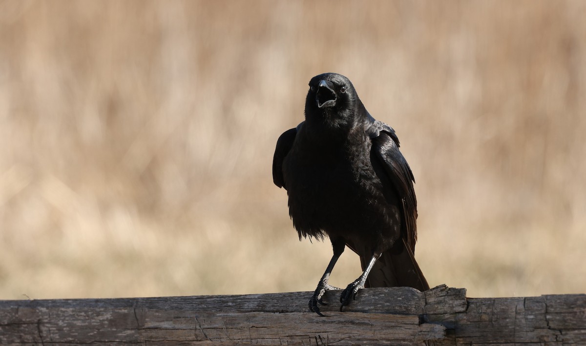 American Crow - ML546105531