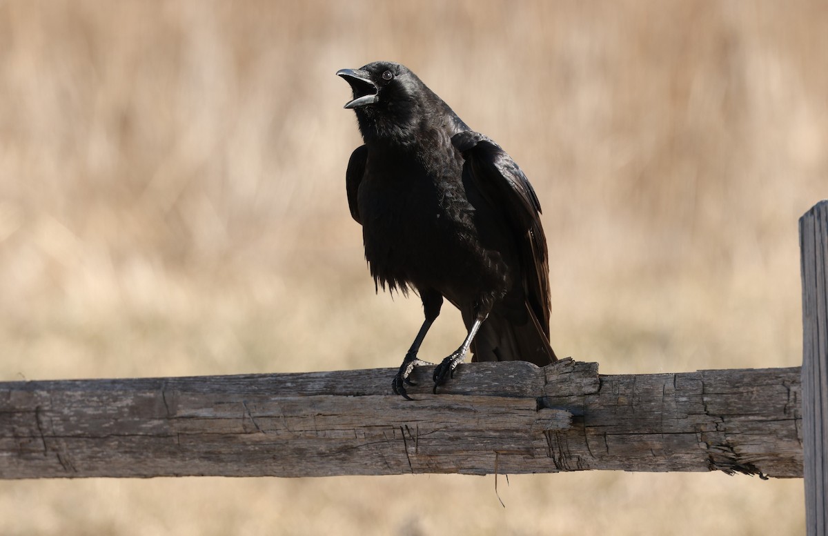 American Crow - ML546105541