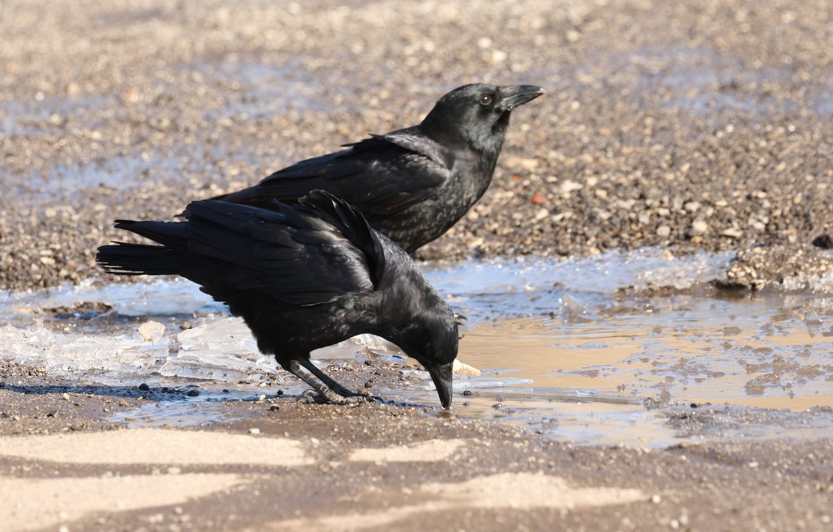American Crow - ML546105561