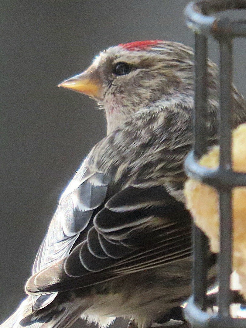 Redpoll (Common) - ML546105621