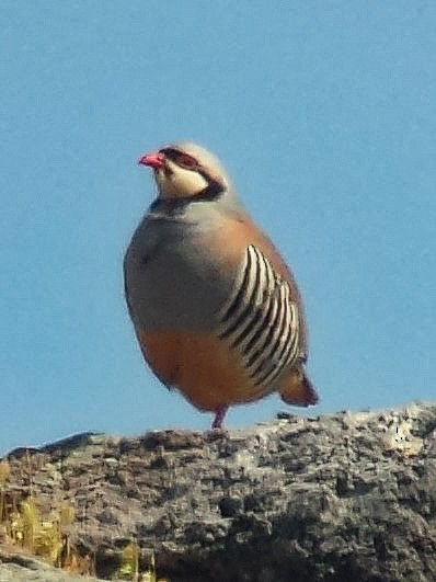 Chukar - ML546105651