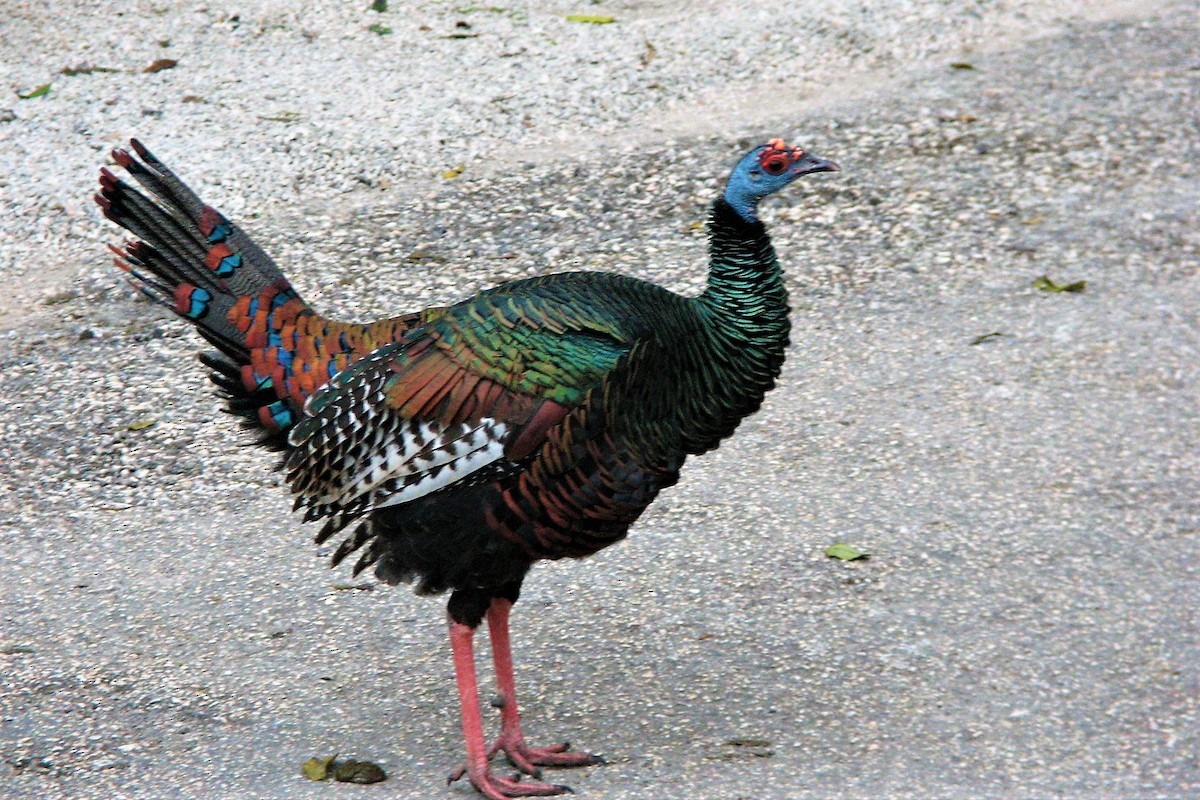 Ocellated Turkey - ML546105711