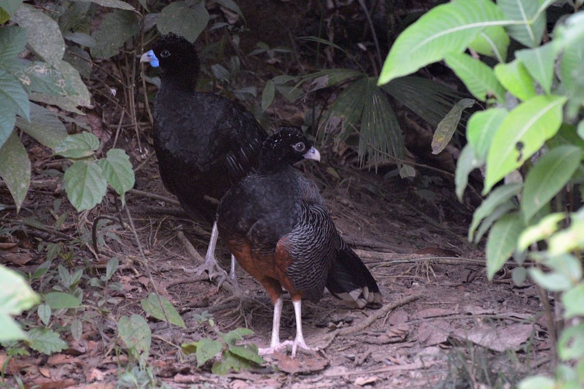 Blue-billed Curassow - ML546106151