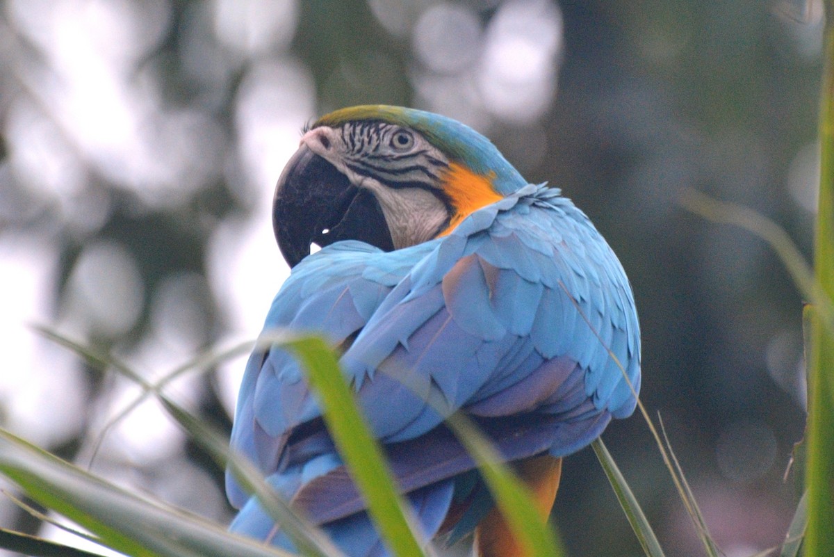 Blue-and-yellow Macaw - ML546106561