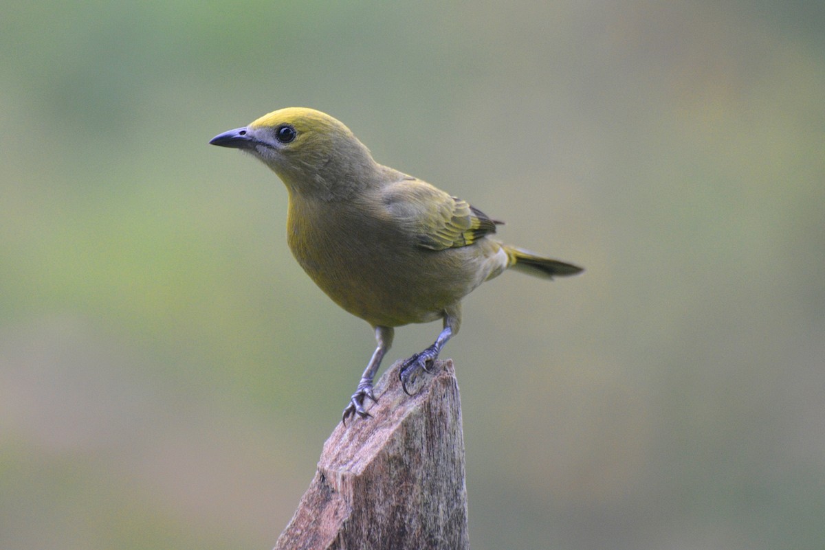 Palm Tanager - ML546106751