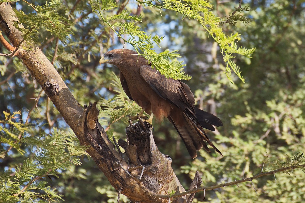 Black Kite (Yellow-billed) - ML546107571