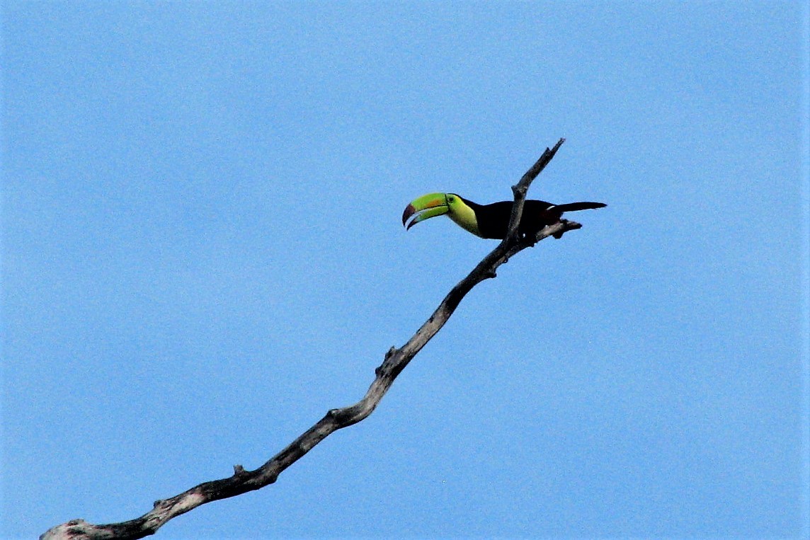 Keel-billed Toucan - Karen Thompson