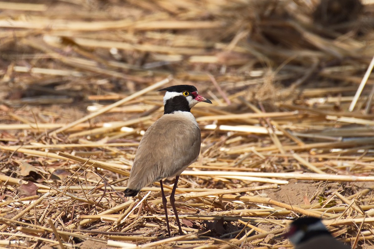 Black-headed Lapwing - ML546107781