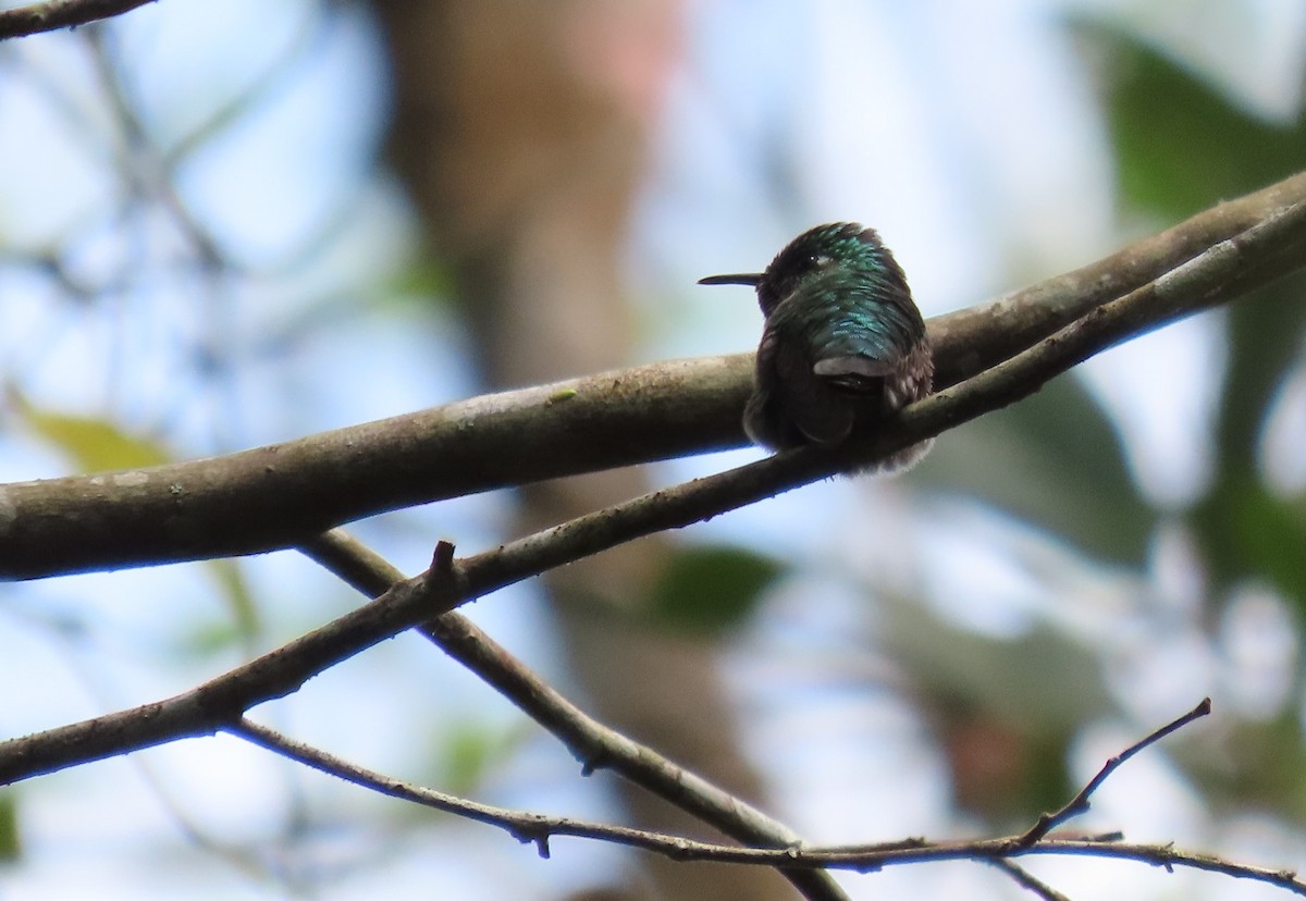 Emerald-chinned Hummingbird - ML546108291