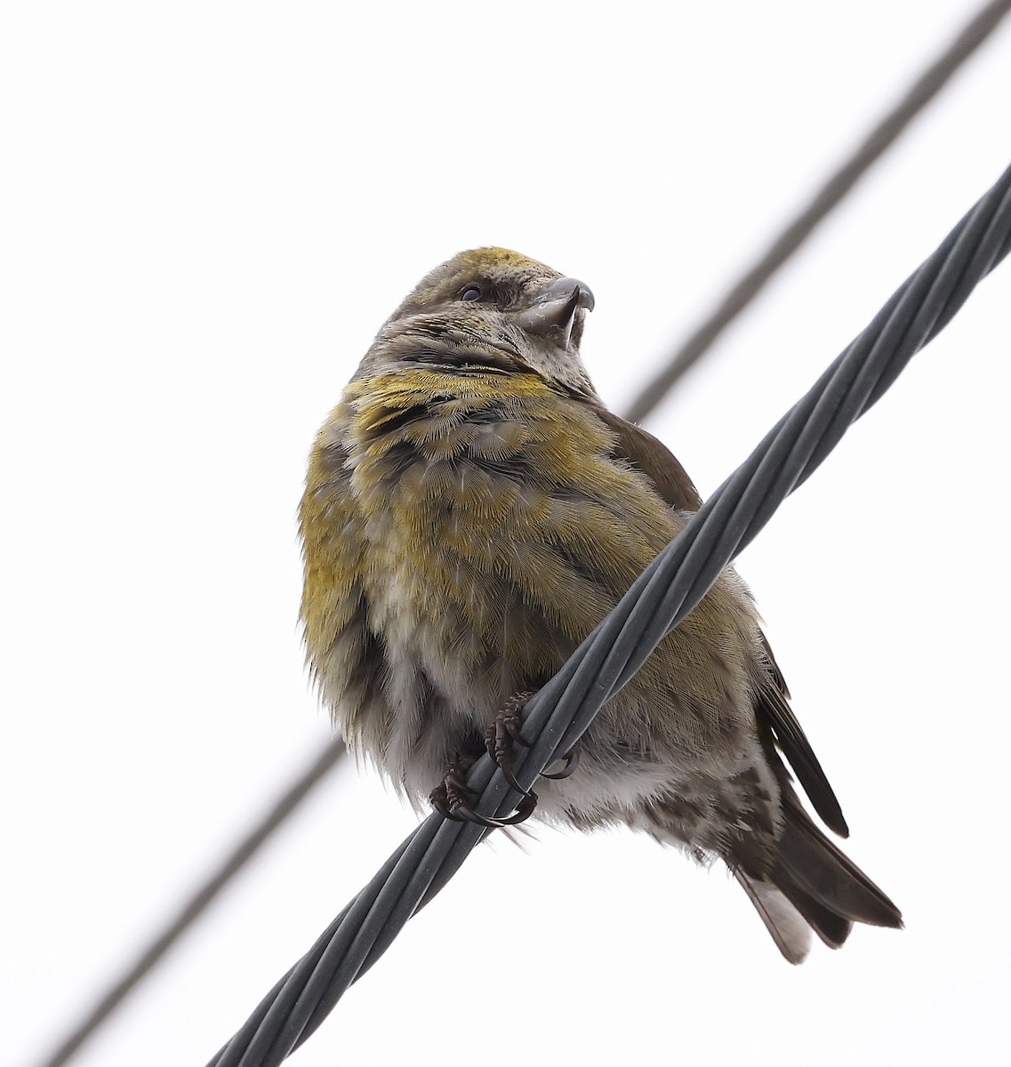 Red Crossbill - Charles Fitzpatrick