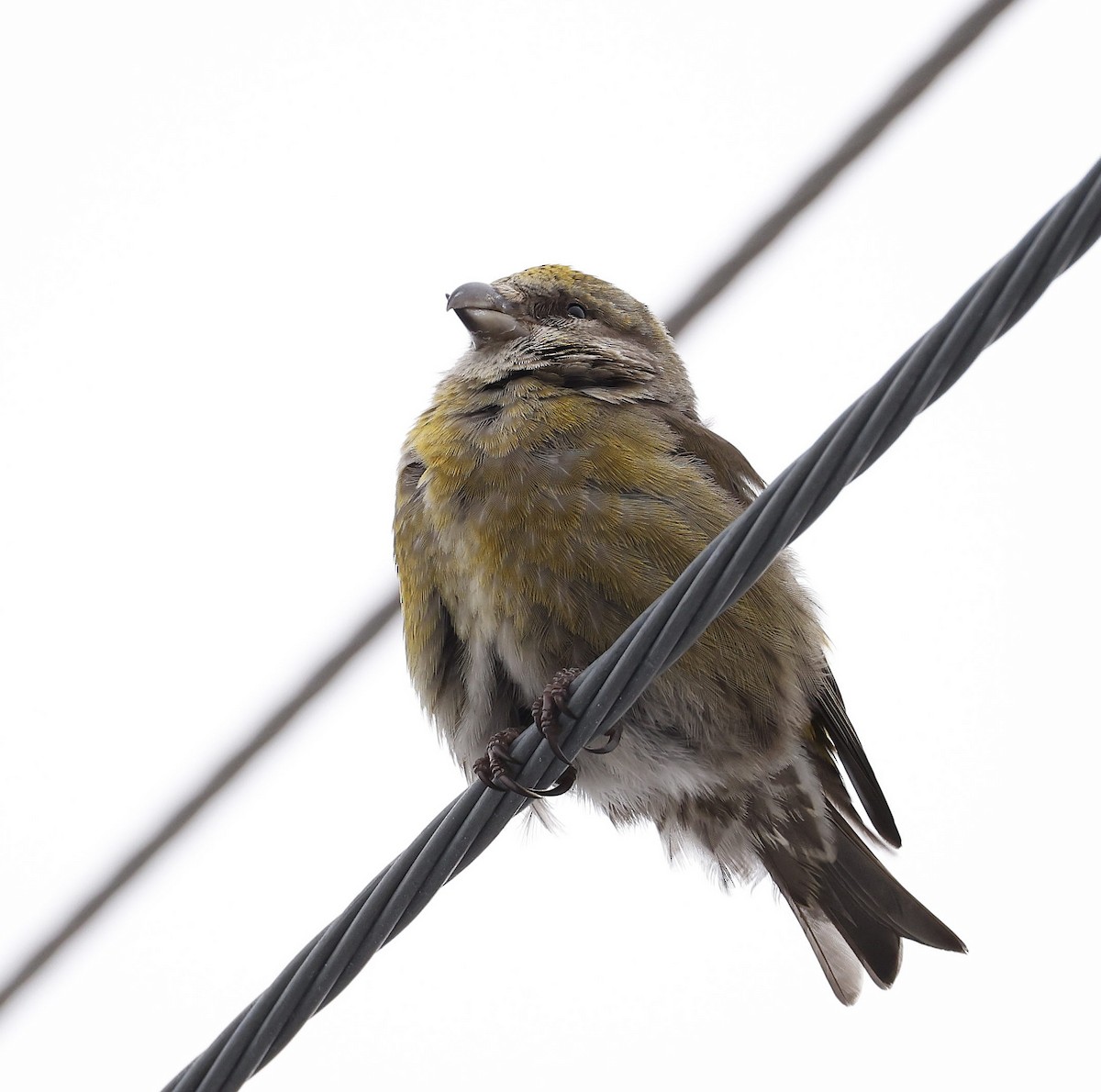 Red Crossbill - ML546108371