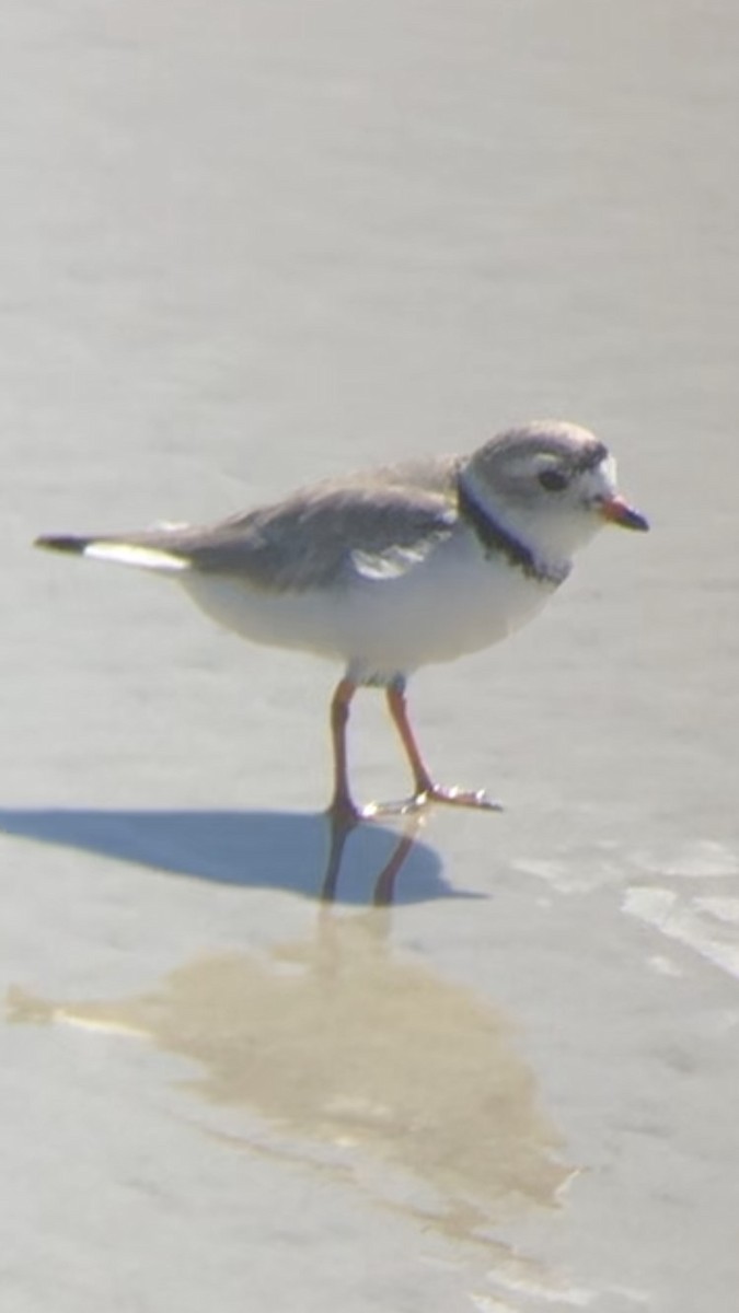 Piping Plover - ML546108771