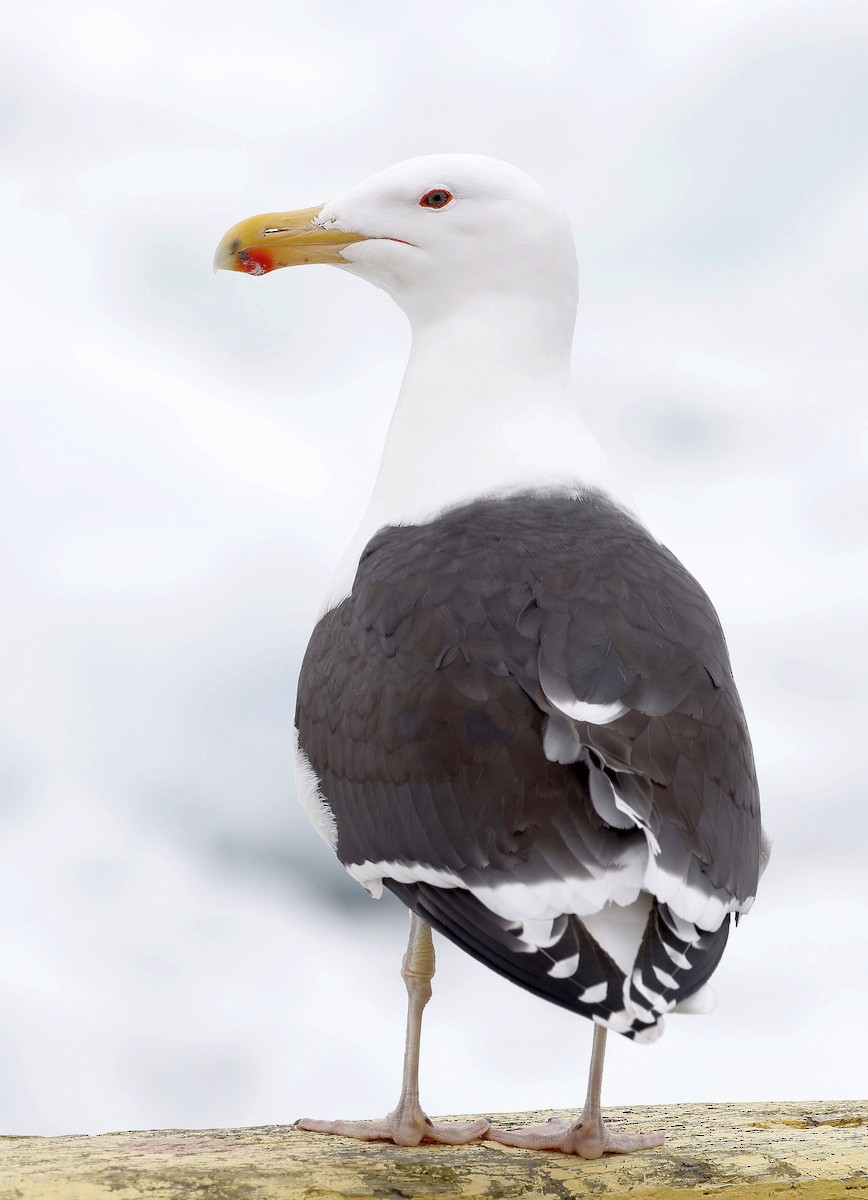 Great Black-backed Gull - ML546108801