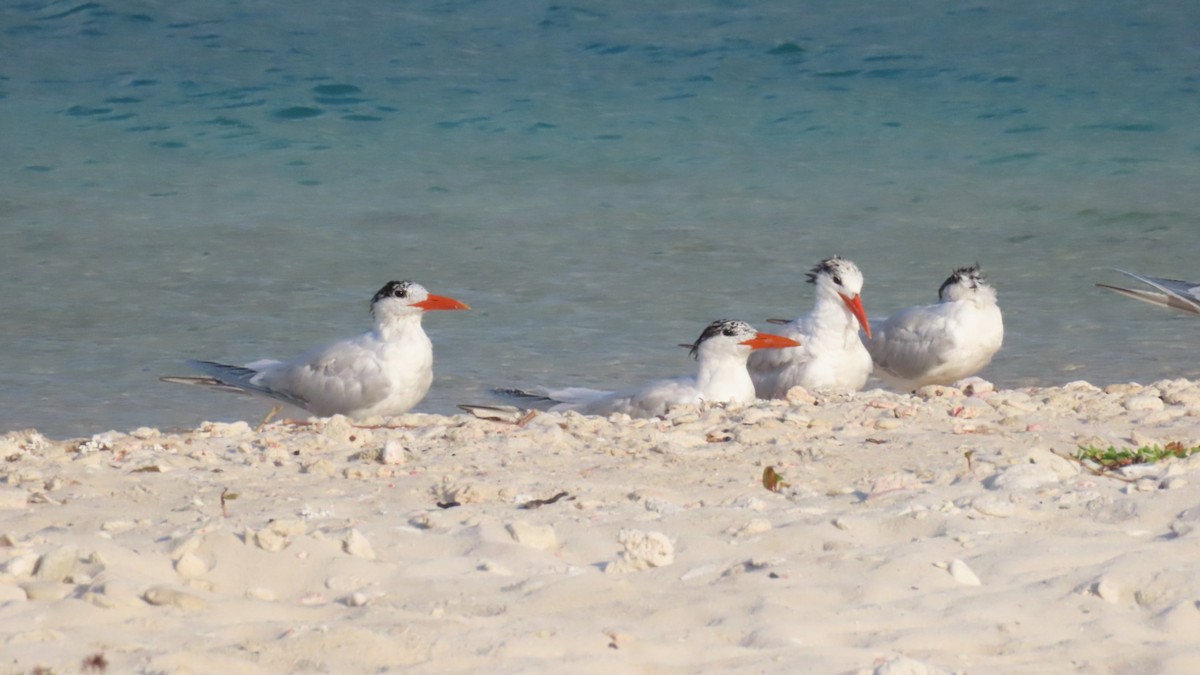 Royal Tern - ML546108971