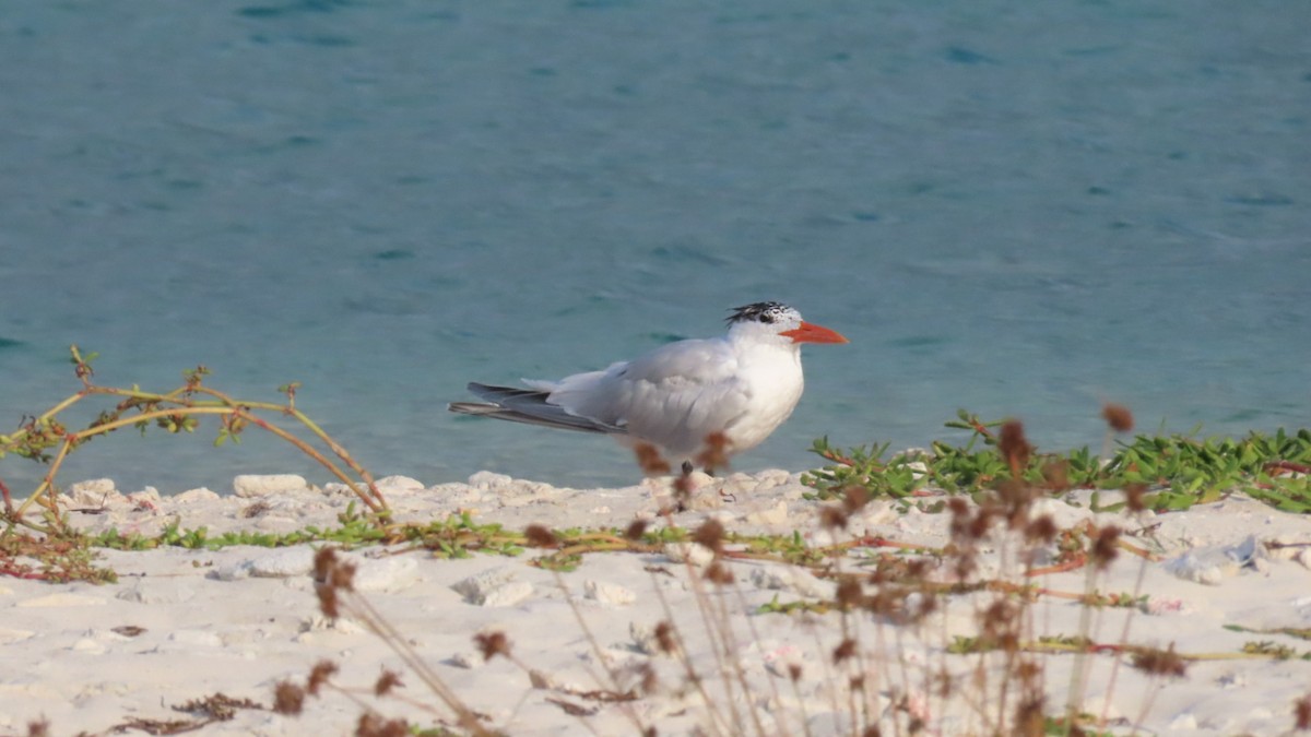 Royal Tern - Nicole  Rijsemus