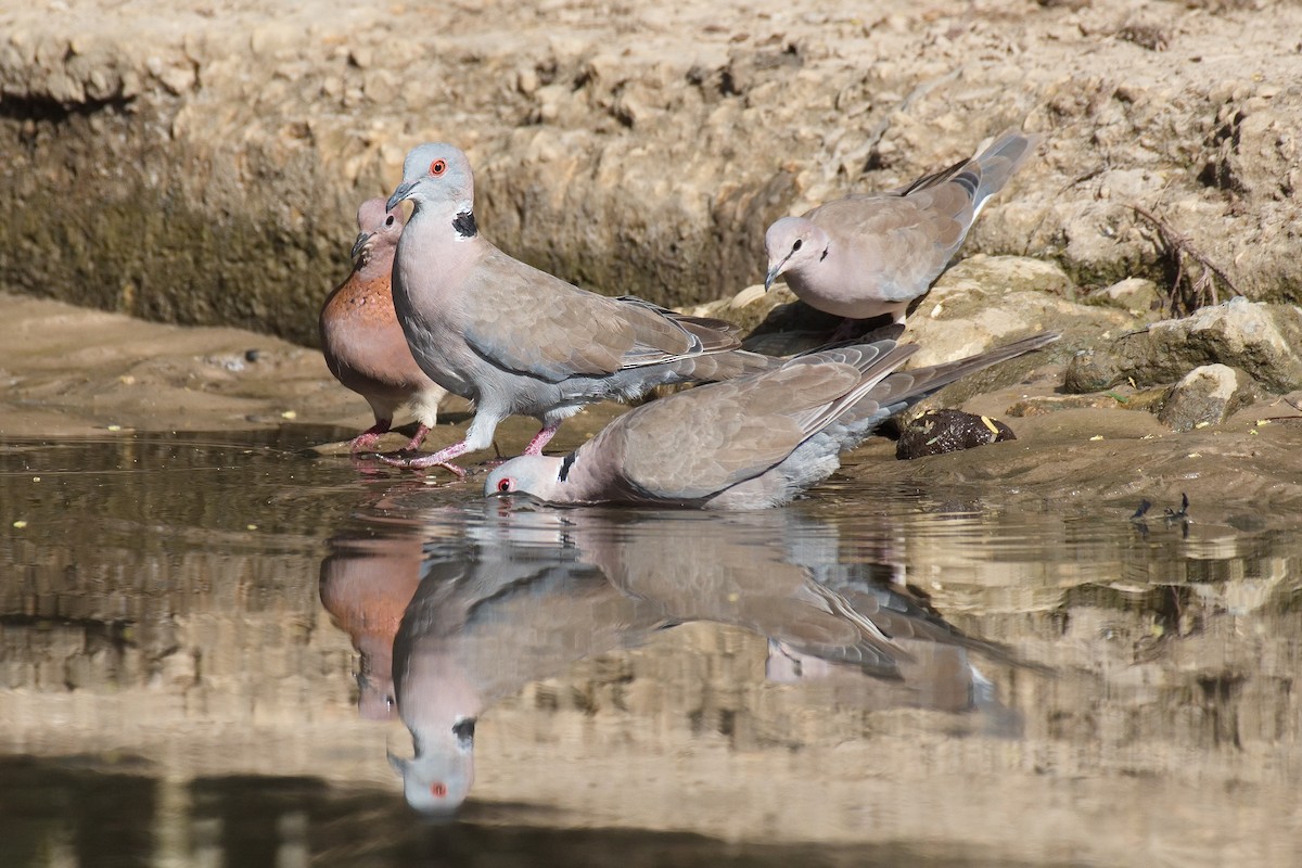 Mourning Collared-Dove - ML546109051