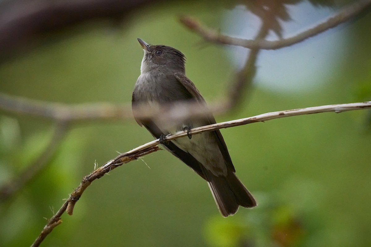 Western Wood-Pewee - ML546109301