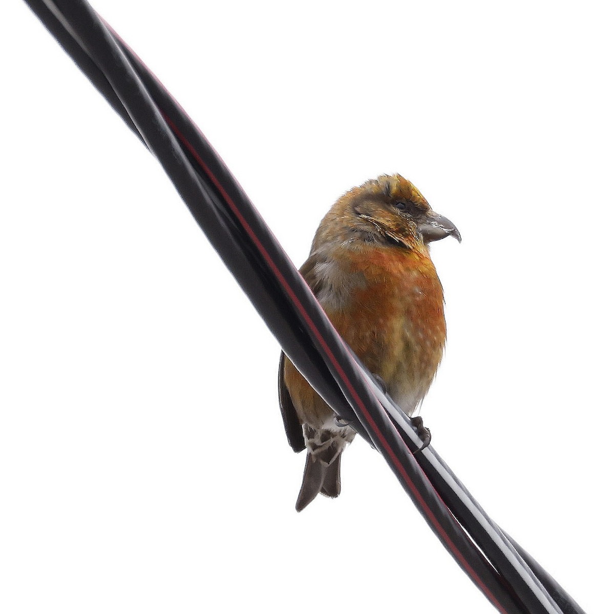 Red Crossbill - ML546109311