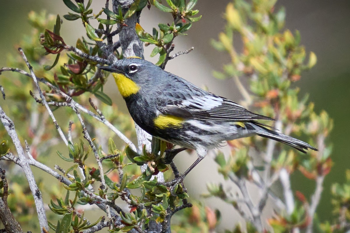 Yellow-rumped Warbler - ML546109501