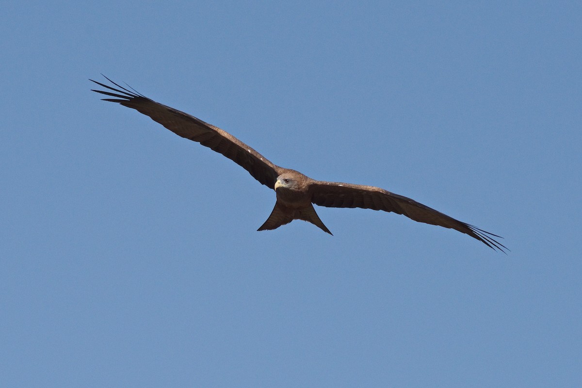 Black Kite (Yellow-billed) - ML546109621