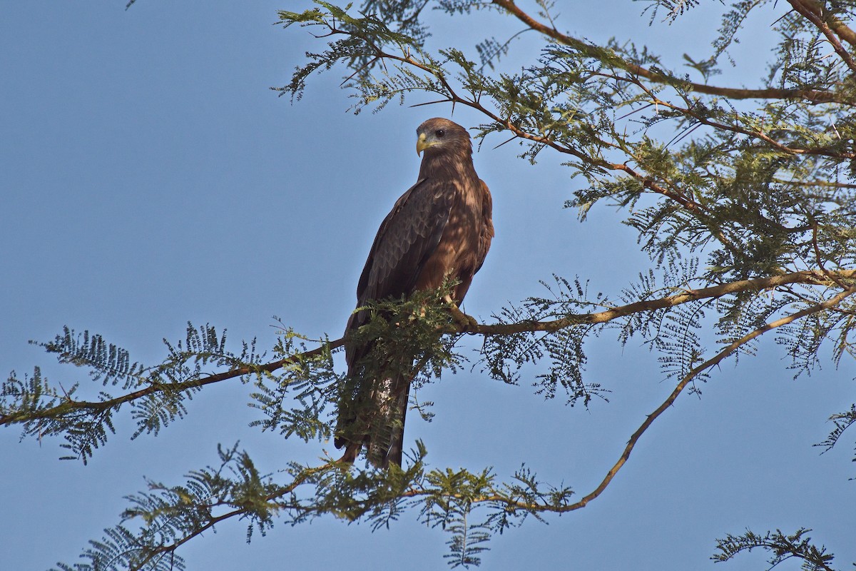 Black Kite (Yellow-billed) - ML546109661