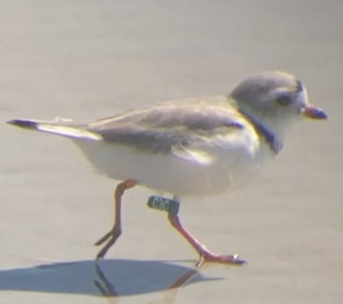 Piping Plover - ML546109831