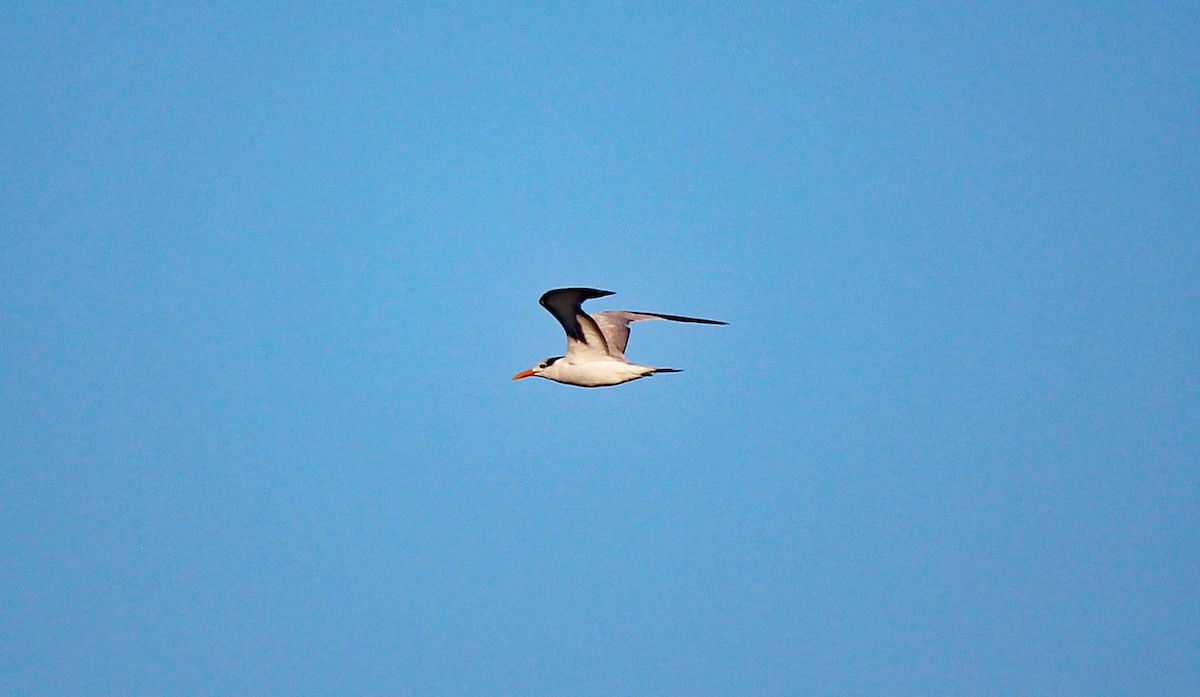 Royal Tern - ML546109851