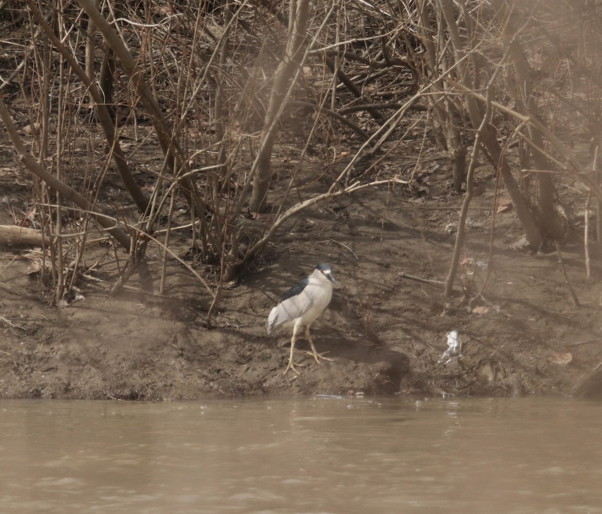 Black-crowned Night Heron - ML546110271