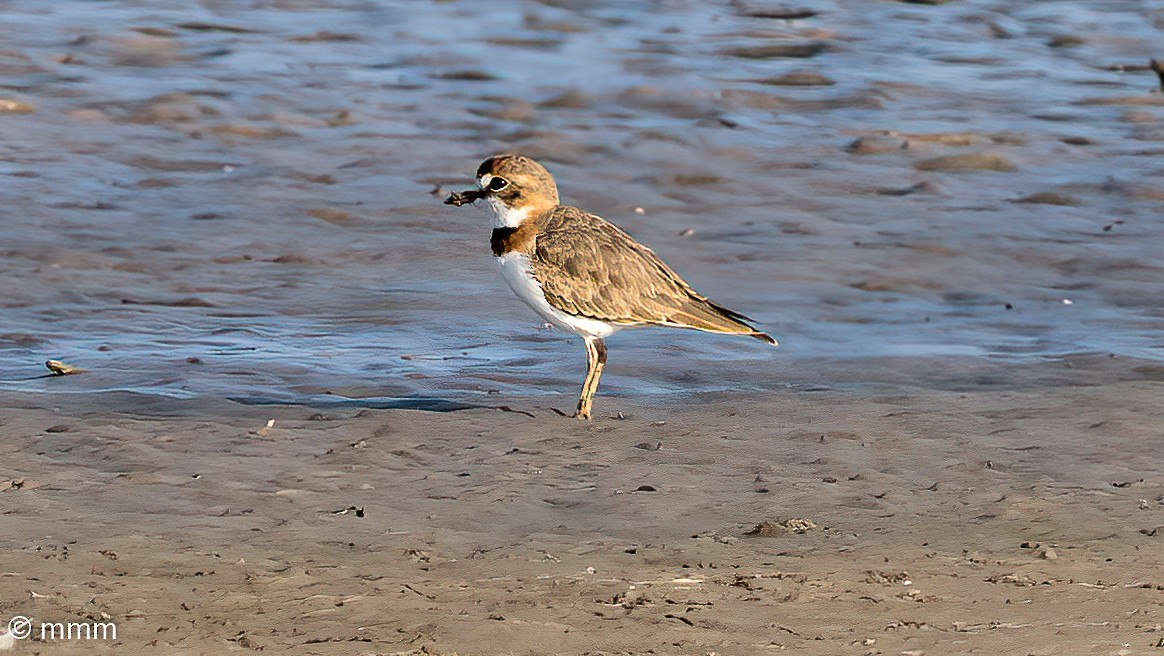 Collared Plover - ML546110391
