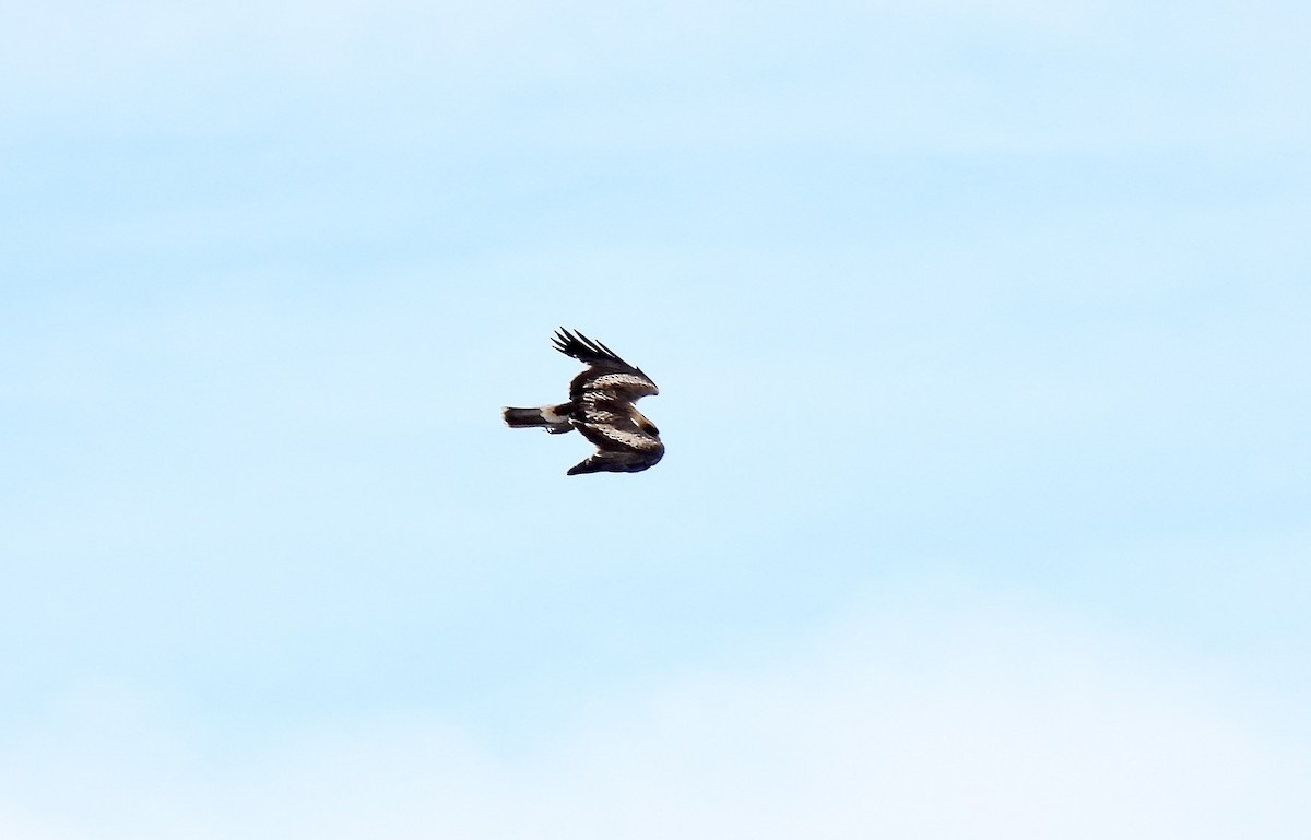 Booted Eagle - ML546110551