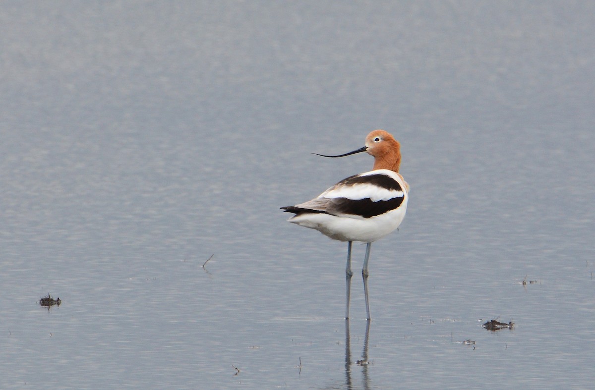 Avocette d'Amérique - ML54611061