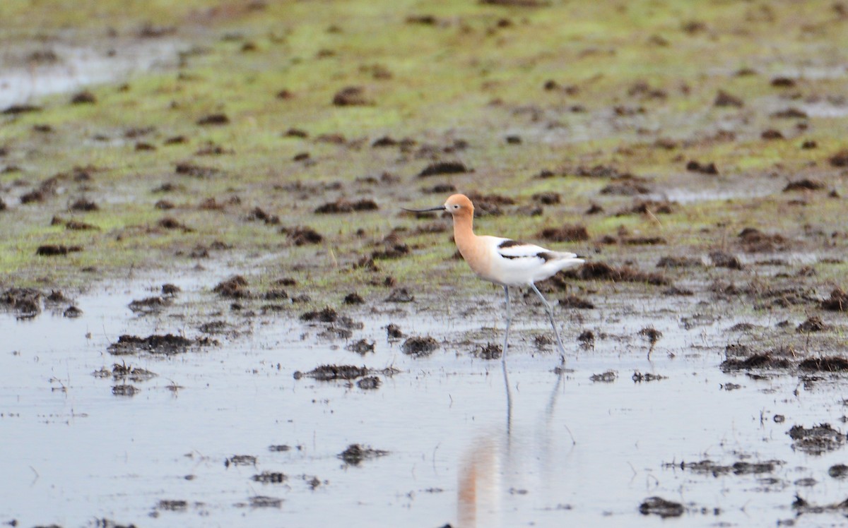 American Avocet - ML54611121