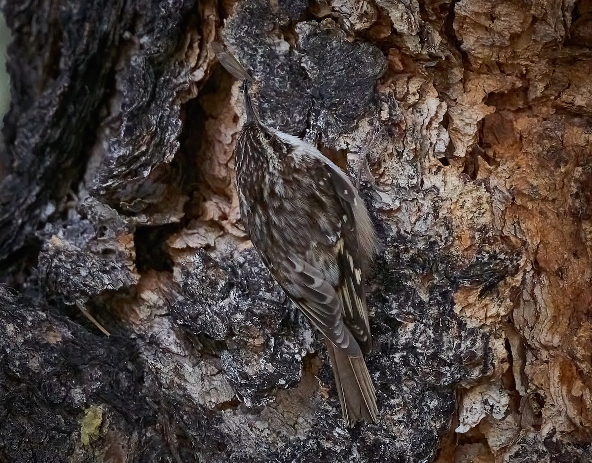 Brown Creeper - ML546111591