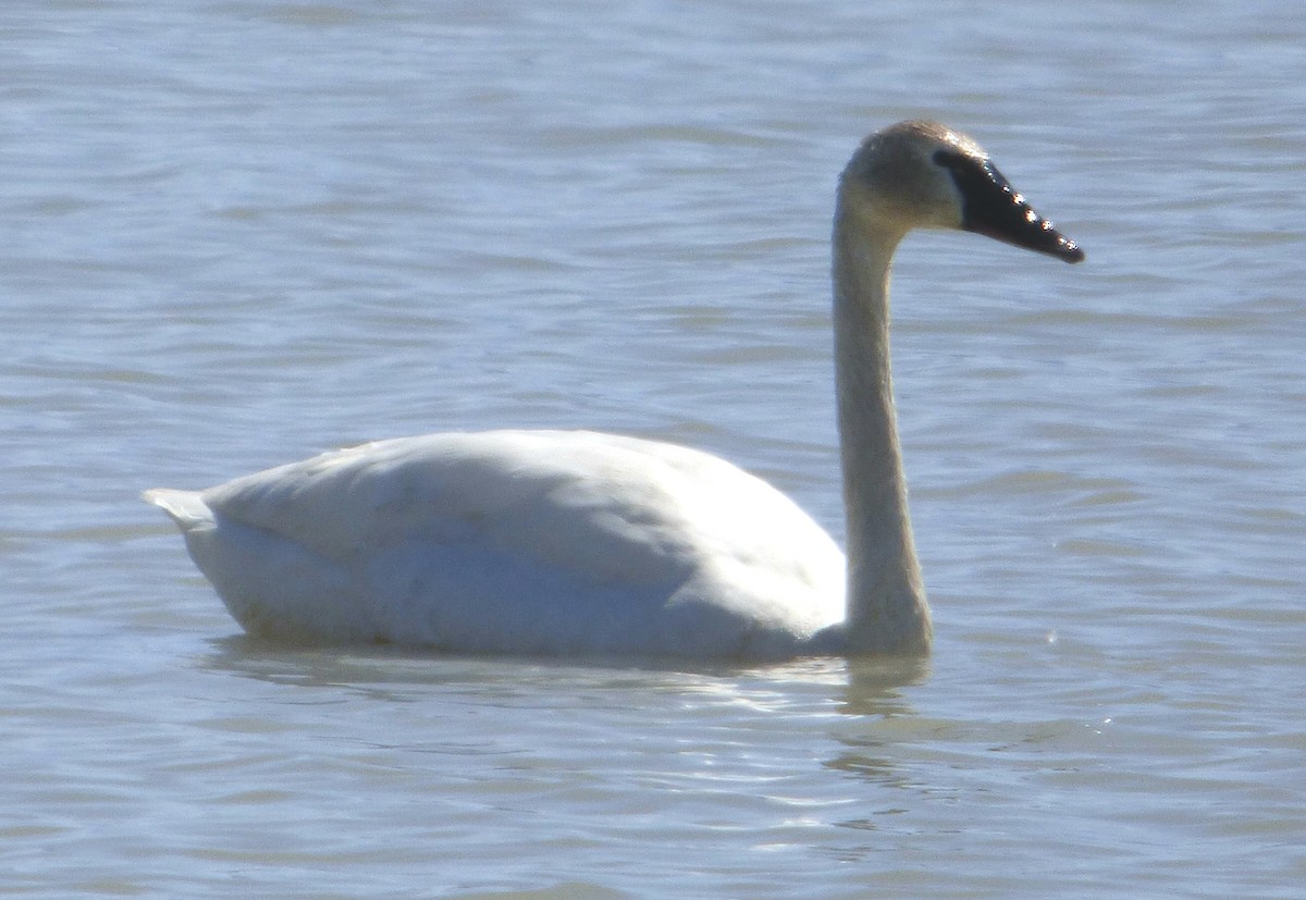 Trumpeter Swan - ML54611291