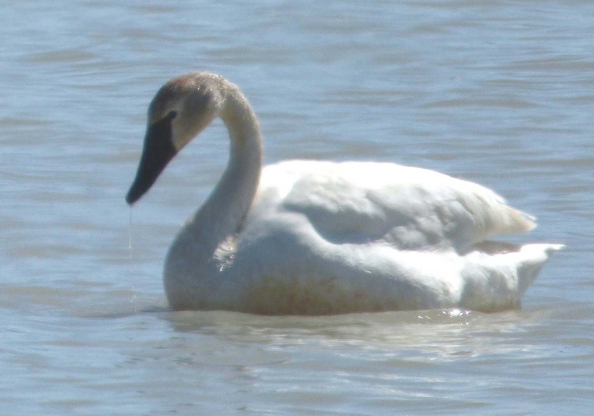 Trumpeter Swan - ML54611381